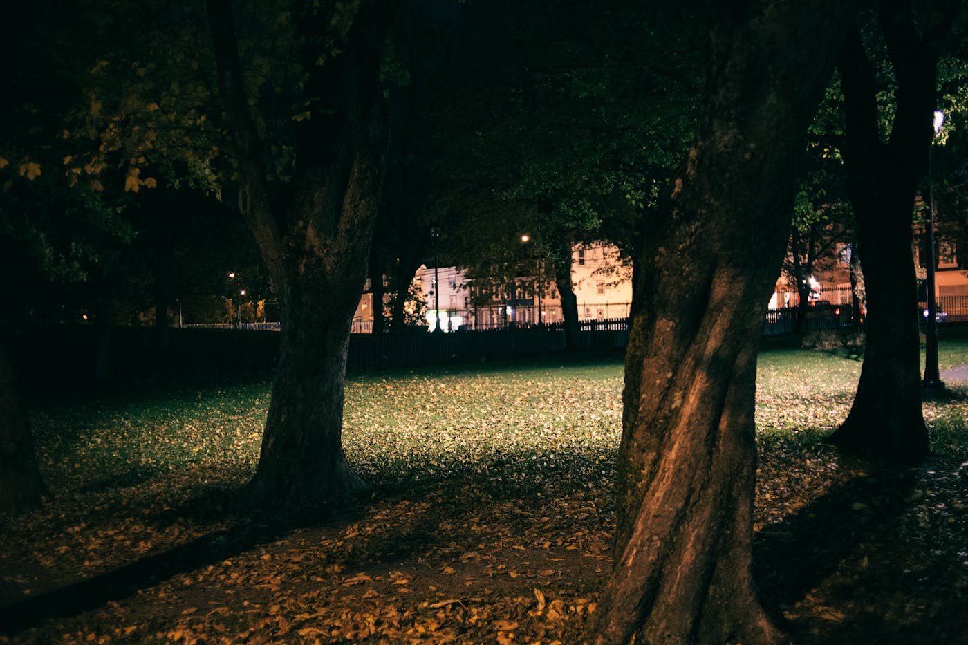 Illuminated yard with trees at night